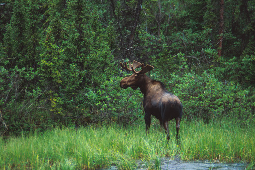 Tourweb-Fernweh-Angebote/Canada/Dempster Highway 1