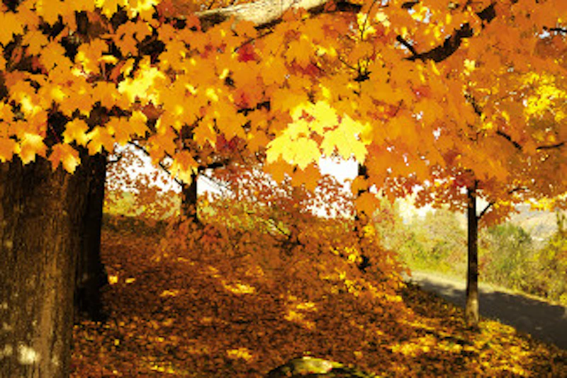 Tourweb-Fernweh-Angebote/USA/Neuengland/Berkshires