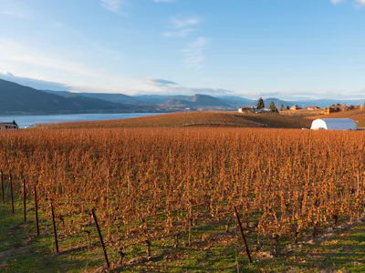 Tourweb-Fernweh-Angebote/Kanada/Städte/Penticton/Weinberg