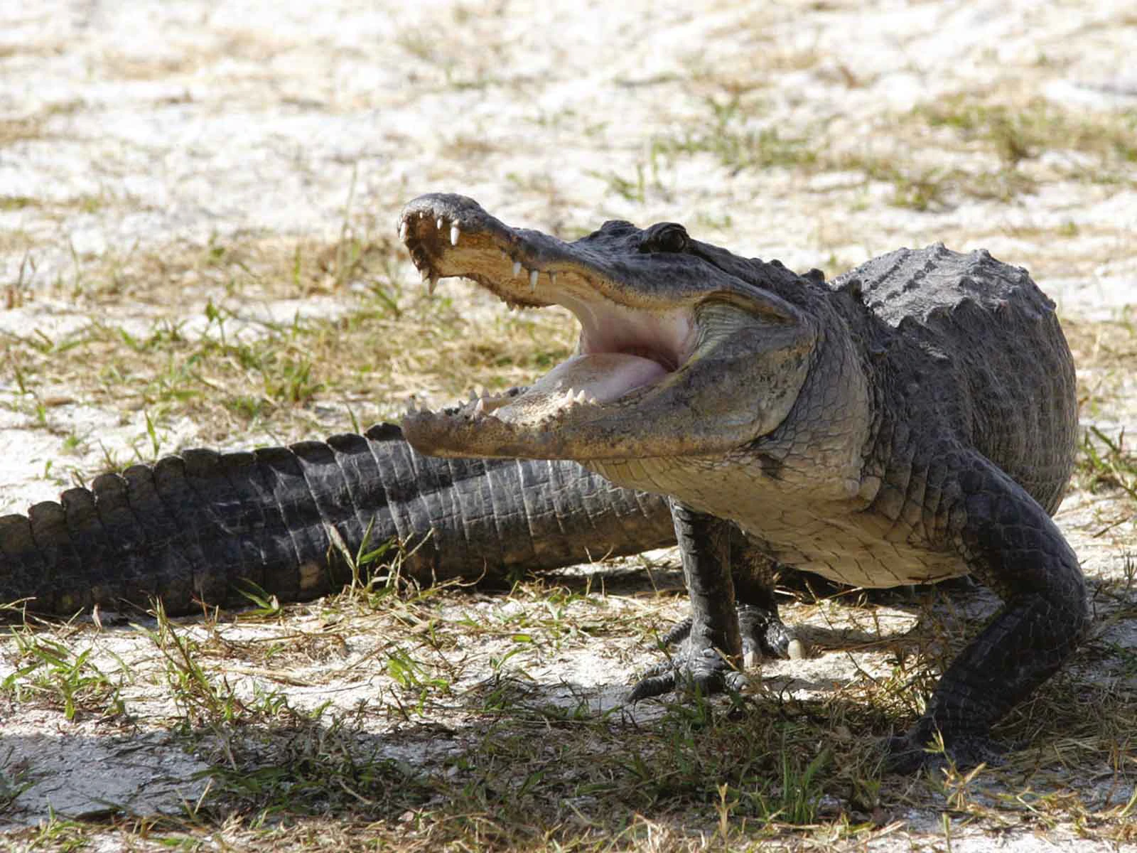 Everglades Startseite