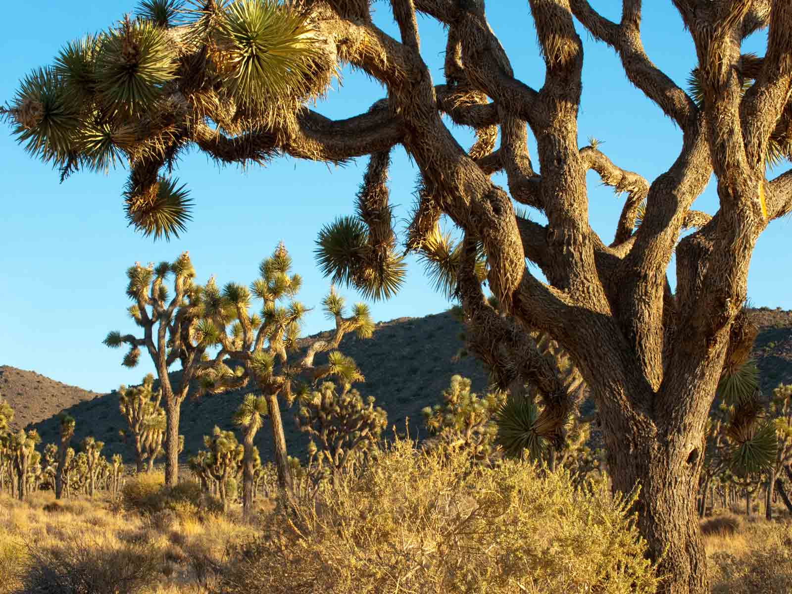 Joshua Tree Startseite