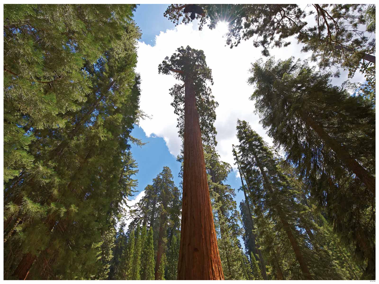 Sequoias Startseite