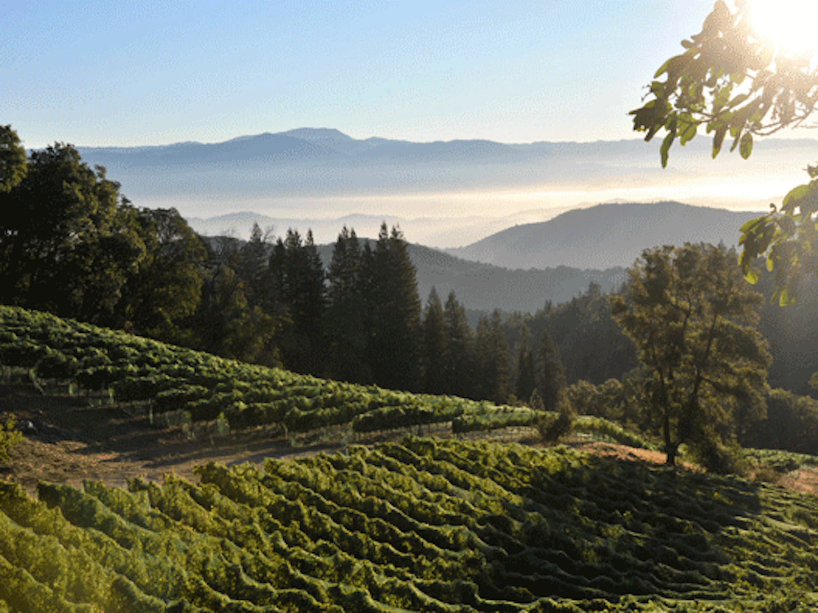 Sonoma County 01