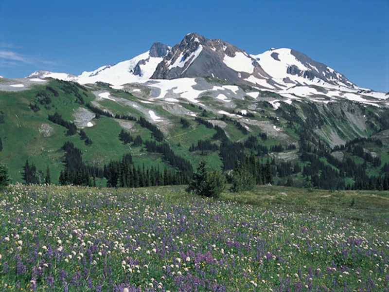 Whistler
