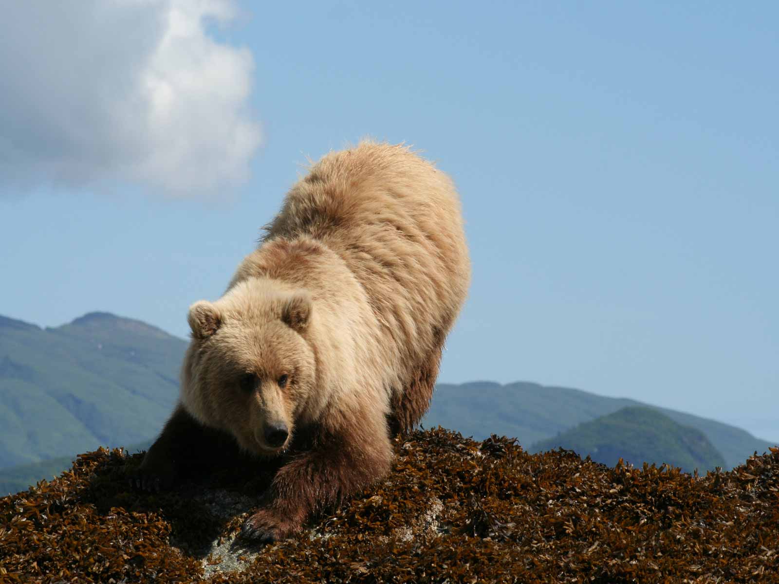 Katmai Nationalpark