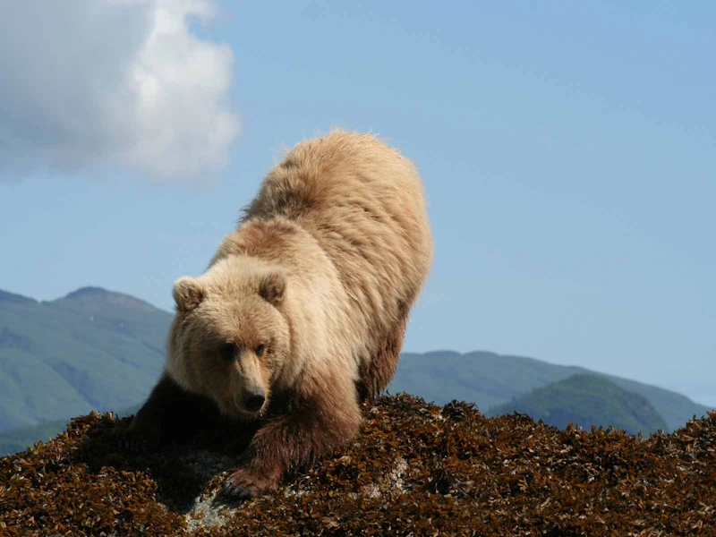 Katmai