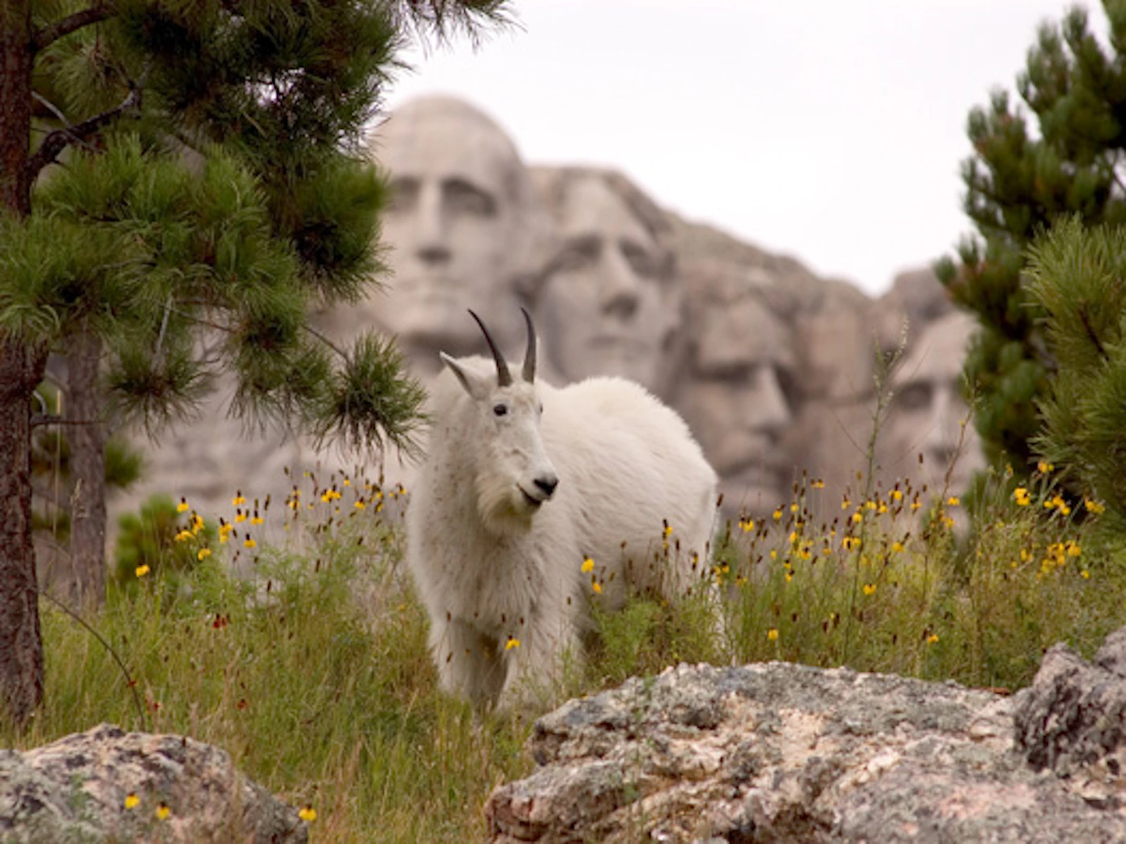 MountRushmore1